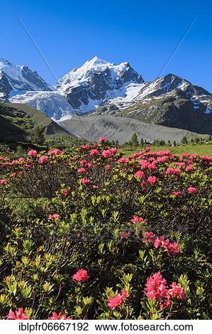 Val Roseg with Piz Roseg, Switzerland, Europe View Large Photo Image Stock Image - Val Roseg with Piz Roseg, Switzerland, Europe. Fotosearch