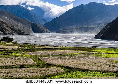 Stock Image - View of agricultural landscape, Kali Gandaki valley with barley and buckwheat fields, strong winds raising dust clouds, Kagbeni, Mustang District, Nepal, Asia. Fotosearch