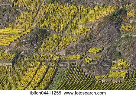 View of steep slopes at Calmont, steepest vineyard in Europe, between Bremm and Ediger-Eller, Terrassenmosel or Lower Moselle, Rhineland-Palatinate, Germany, Europe View Large Photo Image Stock Photography - View of steep slopes at Calmont, steepest vineyard in Europe, between Bremm and Ediger-Eller, Terrassenmosel or Lower Moselle, Rhineland-Palatinate, Germany, Europe. Fotosearch