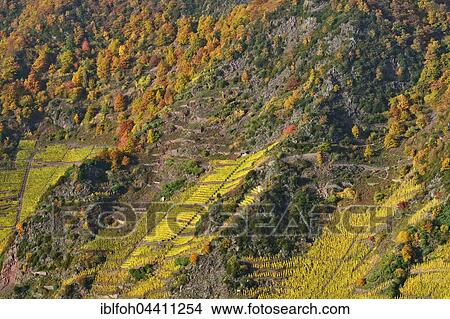 View of steep slopes of Calmont, steepest vineyard in Europe, between Bremm and Ediger-Eller, Terrassenmosel or Lower Moselle, Rhineland-Palatinate, Germany, Europe View Large Photo Image Picture - View of steep slopes of Calmont, steepest vineyard in Europe, between Bremm and Ediger-Eller, Terrassenmosel or Lower Moselle, Rhineland-Palatinate, Germany, Europe. Fotosearch