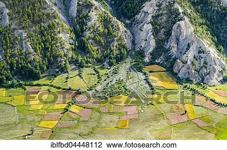 Stock Image - View on agricultural landscape with colorful buckwheat, millet and barley fields, Upper Marsyangdi valley, near Braga, Manang District, Nepal, Asia. Fotosearch