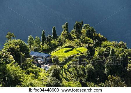 View on landscape with green rice fields and farmer house, Upper Modi Khola valley, Chomrong, Kaski District, Nepal, Asia View Large Photo Image Stock Image - View on landscape with green rice fields and farmer house, Upper Modi Khola valley, Chomrong, Kaski District, Nepal, Asia. Fotosearch
