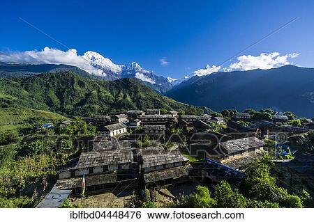 View on the village, back the mountains Annapurna South, left, Himchuli, mid, and Machapuchare, right, Ghandruk, Kaski District, Nepal, Asia View Large Photo Image Stock Photograph - View on the village, back the mountains Annapurna South, left, Himchuli, mid, and Machapuchare, right, Ghandruk, Kaski District, Nepal, Asia. Fotosearch