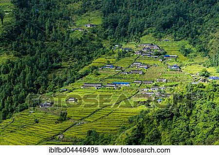 Village houses in hilly landscape with green terrace fields, Chomrong, Kaski District, Nepal, Asia View Large Photo Image Stock Photography - Village houses in hilly landscape with green terrace fields, Chomrong, Kaski District, Nepal, Asia. Fotosearch