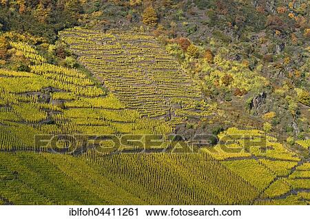 Vineyard in steep slope at Vallwiger Berg near Ernst, Terrassenmosel, Rhineland-Palatinate, Germany, Europe View Large Photo Image Stock Image - Vineyard in steep slope at Vallwiger Berg near Ernst, Terrassenmosel, Rhineland-Palatinate, Germany, Europe. Fotosearch