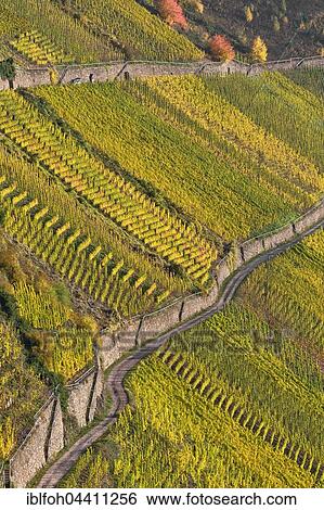 Vineyard in steep slope, Neef, Terrassenmosel, Rhineland-Palatinate, Germany, Europe View Large Photo Image Stock Photograph - Vineyard in steep slope, Neef, Terrassenmosel, Rhineland-Palatinate, Germany, Europe. Fotosearch