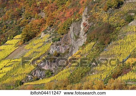 Vineyard on steep slope in autumn colours, Petersberg, Zell, Terrassenmosel, Rhineland-Palatinate, Germany, Europe View Large Photo Image Stock Photo - Vineyard on steep slope in autumn colours, Petersberg, Zell, Terrassenmosel, Rhineland-Palatinate, Germany, Europe. Fotosearch