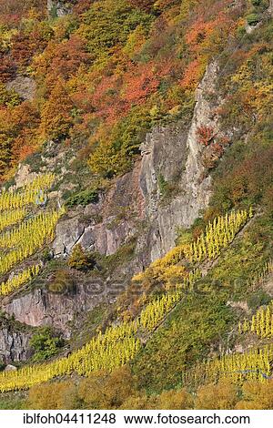 Vineyard on steep slope in autumn colours, Petersberg, Zell, Terrassenmosel, Rhineland-Palatinate, Germany, Europe View Large Photo Image Stock Photo - Vineyard on steep slope in autumn colours, Petersberg, Zell, Terrassenmosel, Rhineland-Palatinate, Germany, Europe. Fotosearch