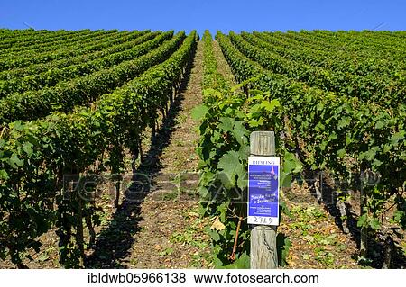 Vineyards Escherndorfer Lump, Escherndorf, Volkacher Mainschleife, Main Franconia, Lower Franconia, Franconia, Bavaria, Germany, Europe View Large Photo Image Stock Photo - Vineyards Escherndorfer Lump, Escherndorf, Volkacher Mainschleife, Main Franconia, Lower Franconia, Franconia, Bavaria, Germany, Europe. Fotosearch
