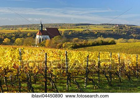 Vineyards in autumn, pilgrimage church Maria im Weingarten, colourful foliage, Volkach am Main, Lower Franconia, Franconia, Bavaria, Germany, Europe View Large Photo Image Stock Image - Vineyards in autumn, pilgrimage church Maria im Weingarten, colourful foliage, Volkach am Main, Lower Franconia, Franconia, Bavaria, Germany, Europe. Fotosearch