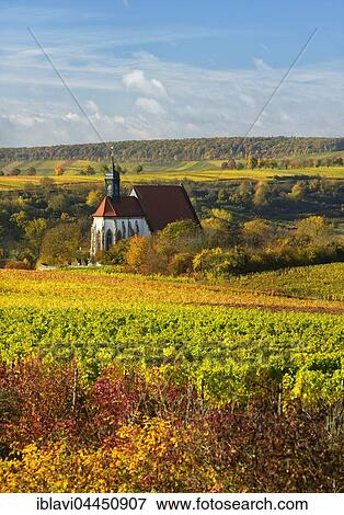 Vineyards in autumn, pilgrimage church Maria im Weingarten, colourful foliage, Volkach am Main, Lower Franconia, Franconia, Bavaria, Germany, Europe View Large Photo Image Stock Photo - Vineyards in autumn, pilgrimage church Maria im Weingarten, colourful foliage, Volkach am Main, Lower Franconia, Franconia, Bavaria, Germany, Europe. Fotosearch