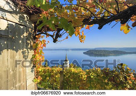 Vineyards near Ligerz on Lake Biel, Bern, Switzerland, Europe View Large Photo Image Stock Image - Vineyards near Ligerz on Lake Biel, Bern, Switzerland, Europe. Fotosearch