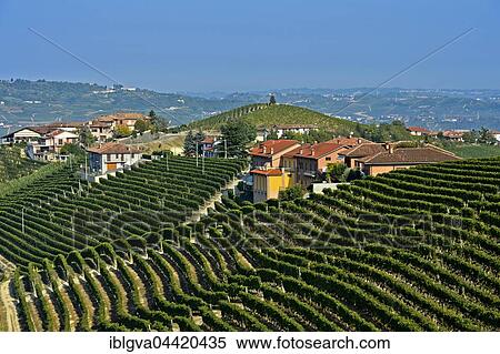 Vineyards of Nebbiolo grapes for Barbaresco red wine, wine region Treiso-Marcarini, Treiso, Piedmont, Italy, Europe View Large Photo Image Stock Photography - Vineyards of Nebbiolo grapes for Barbaresco red wine, wine region Treiso-Marcarini, Treiso, Piedmont, Italy, Europe. Fotosearch
