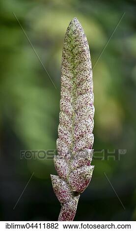 Vriesea (Vriesea fosteriana) flower spike, Jardín de Aclimatión de La Orotava, Botanical Gardens, Puerto de la Cruz, Tenerife, Spain, Europe View Large Photo Image Stock Image - Vriesea (Vriesea fosteriana) flower spike, Jardín de Aclimatión de La Orotava, Botanical Gardens, Puerto de la Cruz, Tenerife, Spain, Europe. Fotosearch