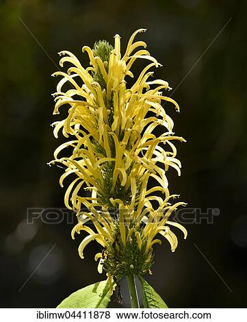 Vriesea (Vriesea viridis) flowers, Jardín de Aclimatión de La Orotava, Botanical Gardens, Puerto de la Cruz, Tenerife, Spain, Europe View Large Photo Image Stock Photo - Vriesea (Vriesea viridis) flowers, Jardín de Aclimatión de La Orotava, Botanical Gardens, Puerto de la Cruz, Tenerife, Spain, Europe. Fotosearch