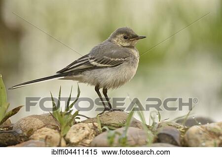 Wagtail (Motacilla alba) on stone, Overijssel Province, Netherlands View Large Photo Image Stock Photography - Wagtail (Motacilla alba) on stone, Overijssel Province, Netherlands. Fotosearch