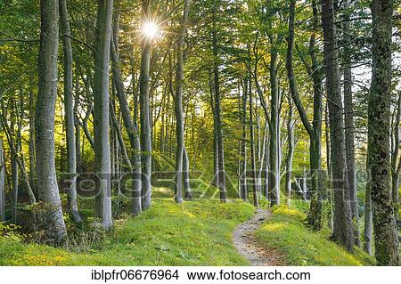 Waldweg, Basel-Land, Switzerland, Europe View Large Photo Image Picture - Waldweg, Basel-Land, Switzerland, Europe. Fotosearch