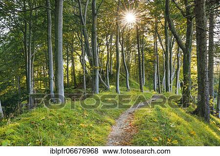 Waldweg, Basel-Land, Switzerland, Europe View Large Photo Image Stock Photo - Waldweg, Basel-Land, Switzerland, Europe. Fotosearch