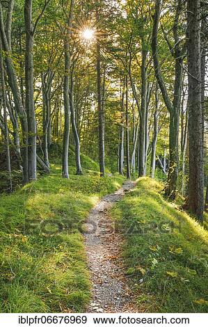 Stock Photo - Waldweg, Basel-Land, Switzerland, Europe. Fotosearch