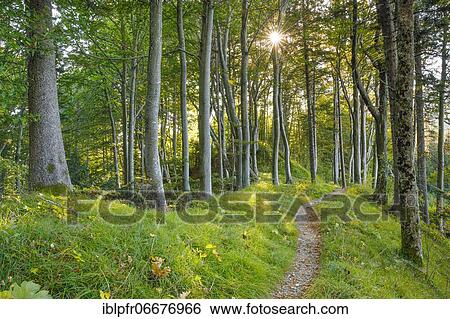 Waldweg, Basel-Land, Switzerland, Europe View Large Photo Image Stock Photograph - Waldweg, Basel-Land, Switzerland, Europe. Fotosearch