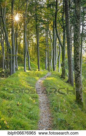 Waldweg, Basel-Land, Switzerland, Europe View Large Photo Image Stock Photography - Waldweg, Basel-Land, Switzerland, Europe. Fotosearch