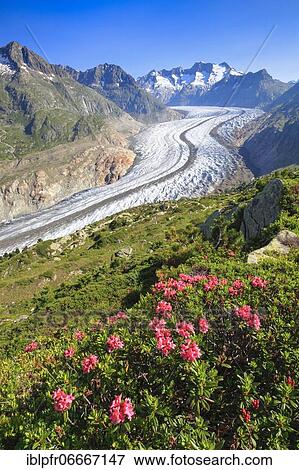Stock Photo - Wannenhörner and Aletsch glacier with alpine roses, Valais, Switzerland, Europe. Fotosearch