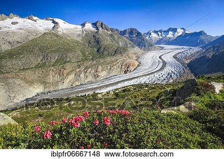 Wannenhörner and Aletsch glacier with alpine roses, Valais, Switzerland, Europe View Large Photo Image Stock Photo - Wannenhörner and Aletsch glacier with alpine roses, Valais, Switzerland, Europe. Fotosearch