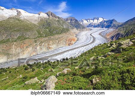 Wannenhörner and Aletsch glacier with alpine roses, Valais, Switzerland, Europe View Large Photo Image Stock Photo - Wannenhörner and Aletsch glacier with alpine roses, Valais, Switzerland, Europe. Fotosearch