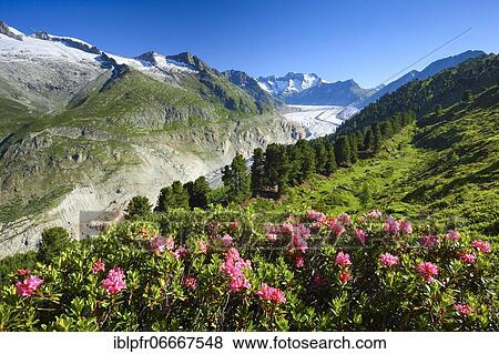 Wannenhörner and Aletsch glacier with alpine roses, Valais, Switzerland, Europe View Large Photo Image Stock Photo - Wannenhörner and Aletsch glacier with alpine roses, Valais, Switzerland, Europe. Fotosearch
