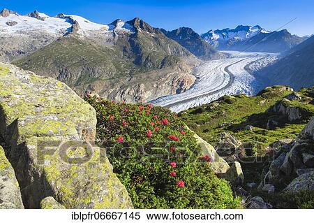 Wannenhörner and Aletsch glacier with alpine roses, Valais, Switzerland, Europe View Large Photo Image Stock Photography - Wannenhörner and Aletsch glacier with alpine roses, Valais, Switzerland, Europe. Fotosearch