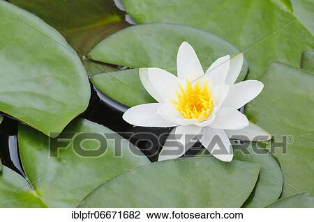 Water lily (Nymphaea), Switzerland, Europe View Large Photo Image Stock Image - Water lily (Nymphaea), Switzerland, Europe. Fotosearch