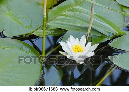 Water lily (Nymphaea), Switzerland, Europe View Large Photo Image Stock Image - Water lily (Nymphaea), Switzerland, Europe. Fotosearch