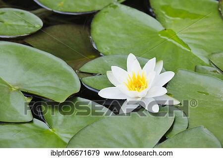 Water lily (Nymphaea), Switzerland, Europe View Large Photo Image Stock Photo - Water lily (Nymphaea), Switzerland, Europe. Fotosearch