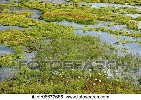 Watercourse at the Grimsel Pass, Bern, Switzerland, Europe View Large Photo Image Stock Photography - Watercourse at the Grimsel Pass, Bern, Switzerland, Europe. Fotosearch