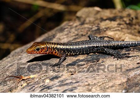 Western girdled lizard (Zonosaurus laticaudatus) Ankify, Northern Madagascar, Madagascar, Africa View Large Photo Image Stock Image - Western girdled lizard (Zonosaurus laticaudatus) Ankify, Northern Madagascar, Madagascar, Africa. Fotosearch