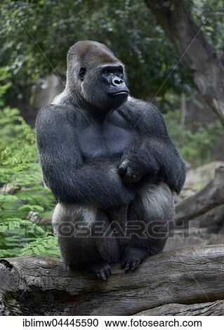 Western lowland gorilla (Gorilla gorilla gorilla), silverback sitting on tree trunk, captive View Large Photo Image Stock Image - Western lowland gorilla (Gorilla gorilla gorilla), silverback sitting on tree trunk, captive. Fotosearch