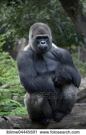 Western lowland gorilla (Gorilla gorilla gorilla), silverback sitting on tree trunk, captive View Large Photo Image Stock Image - Western lowland gorilla (Gorilla gorilla gorilla), silverback sitting on tree trunk, captive. Fotosearch