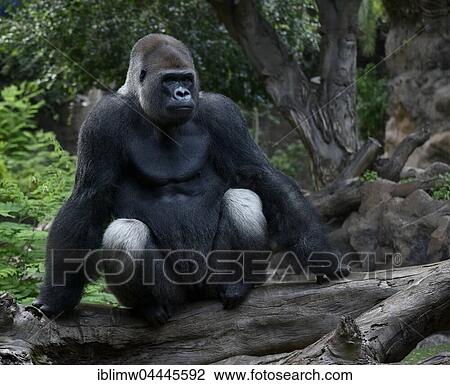 Western lowland gorilla (Gorilla gorilla gorilla), silverback sitting on tree trunk, captive View Large Photo Image Stock Image - Western lowland gorilla (Gorilla gorilla gorilla), silverback sitting on tree trunk, captive. Fotosearch