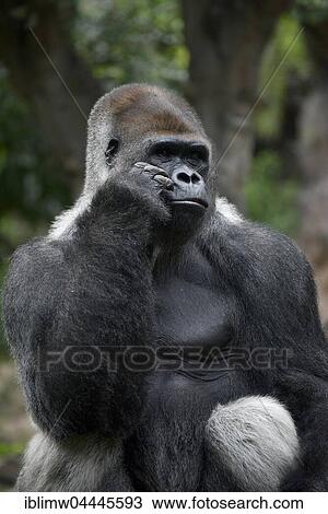 Western lowland gorilla (Gorilla gorilla gorilla), silverback sitting on tree trunk, captive View Large Photo Image Stock Image - Western lowland gorilla (Gorilla gorilla gorilla), silverback sitting on tree trunk, captive. Fotosearch