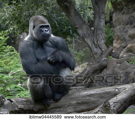 Western lowland gorilla (Gorilla gorilla gorilla), silverback sitting on tree trunk, captive View Large Photo Image Stock Photo - Western lowland gorilla (Gorilla gorilla gorilla), silverback sitting on tree trunk, captive. Fotosearch