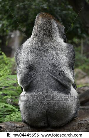Stock Photography - Western lowland gorilla (Gorilla gorilla gorilla), silverback sitting on tree trunk, captive. Fotosearch