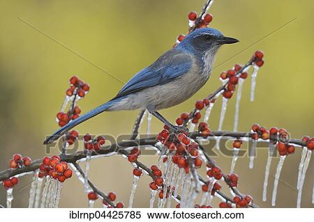 Western Scrub Jay (Aphelocoma californica), adult bird perched on icy branch of Possum Haw Holly (Ilex decidua) with berries, Hill Country, Texas, USA, North America View Large Photo Image Stock Photography - Western Scrub Jay (Aphelocoma californica), adult bird perched on icy branch of Possum Haw Holly (Ilex decidua) with berries, Hill Country, Texas, USA, North America. Fotosearch
