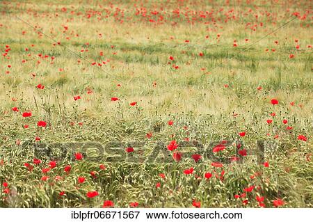 Wheat and poppy field, Switzerland, Europe View Large Photo Image Stock Photo - Wheat and poppy field, Switzerland, Europe. Fotosearch