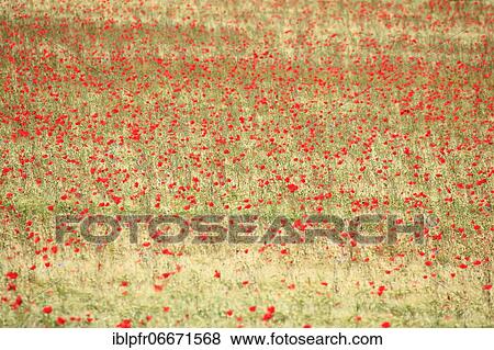 Wheat and poppy field, Switzerland, Europe View Large Photo Image Stock Photo - Wheat and poppy field, Switzerland, Europe. Fotosearch