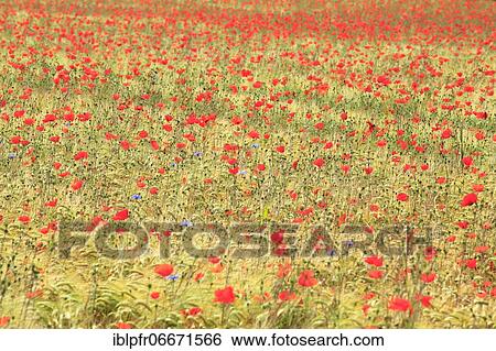Wheat and poppy field, Switzerland, Europe View Large Photo Image Stock Photograph - Wheat and poppy field, Switzerland, Europe. Fotosearch