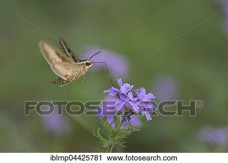 Stock Image - White-lined Sphinx (Hyles lineata), feeding in flight on Prairie Verbena (Glandularia bipinnatifida) flower, Hill Country, Texas, USA, North America. Fotosearch