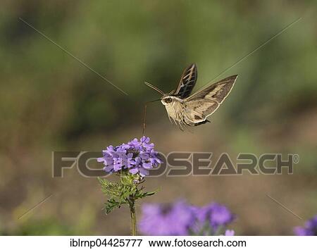 White-lined Sphinx (Hyles lineata), feeding in flight on Prairie Verbena (Glandularia bipinnatifida) flower, Hill Country, Texas, USA, North America View Large Photo Image Stock Photo - White-lined Sphinx (Hyles lineata), feeding in flight on Prairie Verbena (Glandularia bipinnatifida) flower, Hill Country, Texas, USA, North America. Fotosearch