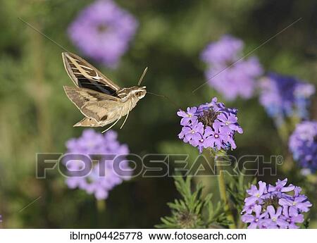 White-lined Sphinx (Hyles lineata), feeding in flight on Prairie Verbena (Glandularia bipinnatifida) flower, Hill Country, Texas, USA, North America View Large Photo Image Stock Photo - White-lined Sphinx (Hyles lineata), feeding in flight on Prairie Verbena (Glandularia bipinnatifida) flower, Hill Country, Texas, USA, North America. Fotosearch