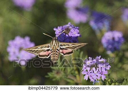 Stock Photo - White-lined Sphinx (Hyles lineata), feeding in flight on Prairie Verbena (Glandularia bipinnatifida) flower, Hill Country, Texas, USA, North America. Fotosearch