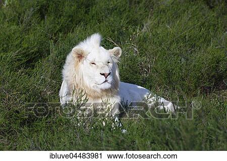 Stock Image - White lion, African Lion (Panthera leo), male resting, captive, South Africa, Africa. Fotosearch